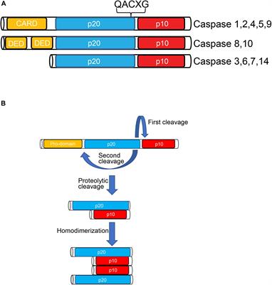 Frontiers Caspases In The Developing Central Nervous System